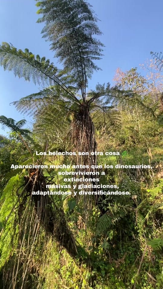 Post 5 by amanitafungica on TikTok (video)