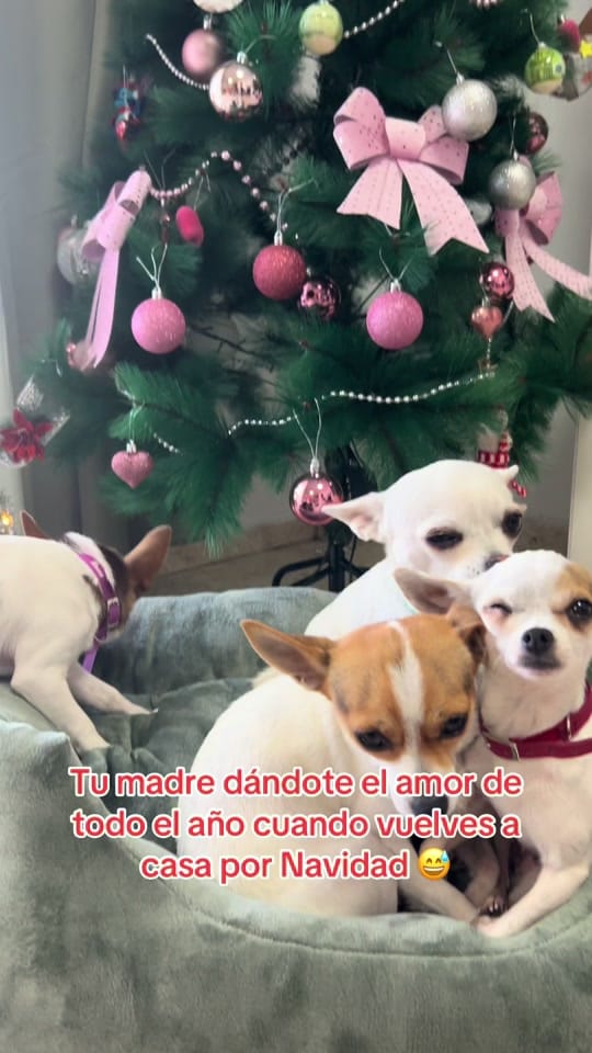 Post 4 by rumberiiya on TikTok (video)
