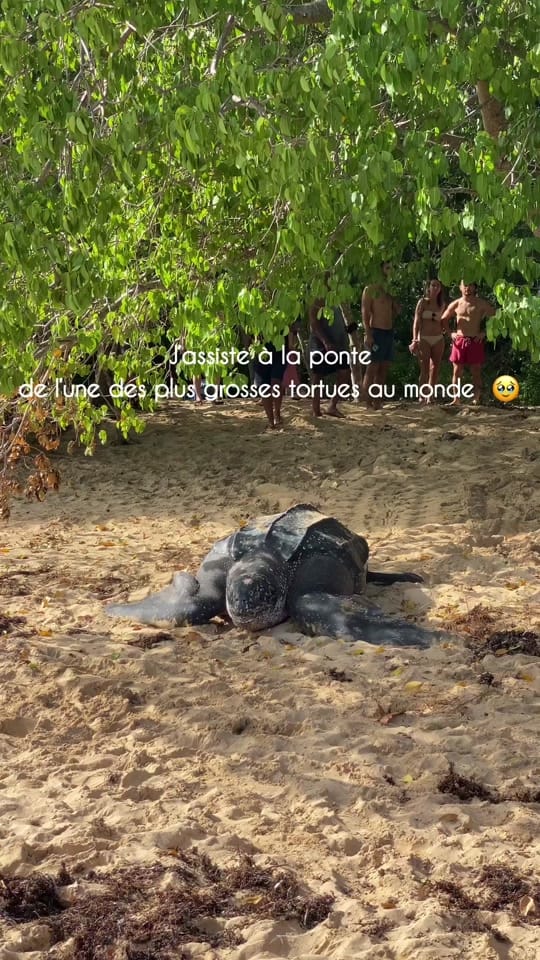 Post 10 by Camille | photographe outdoor on TikTok (video)