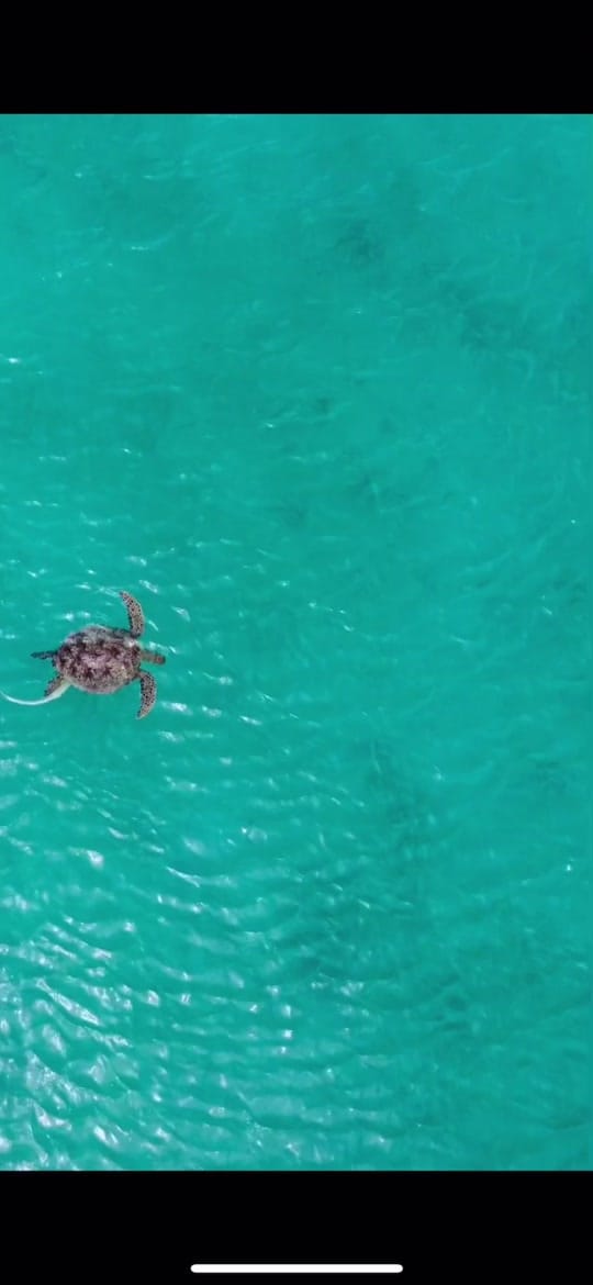 Post 8 by Camille | photographe outdoor on TikTok (video)