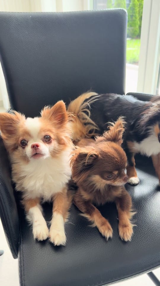 Post 5 by schnullis_gang on TikTok (video)