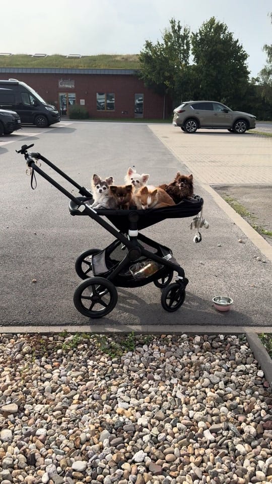 Post 10 by schnullis_gang on TikTok (video)