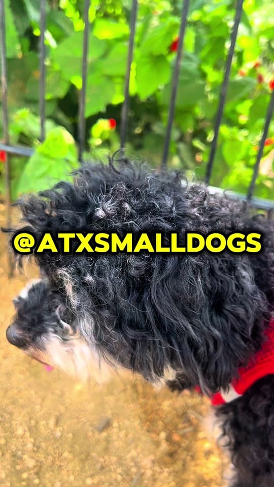 Post 8 by Yenis Monterrey on TikTok (video)