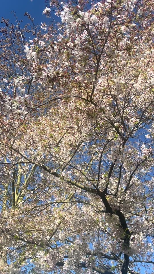 Post 3 by 🦋💫JhénnZ_Ká Páříś💫🦋🇫🇷 on TikTok (video)