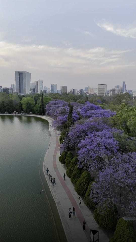 Post 8 by Allianz Travel México on TikTok (video)