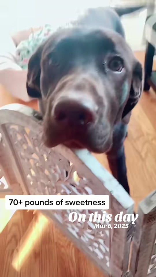 Post 7 by Crystal on TikTok (video)