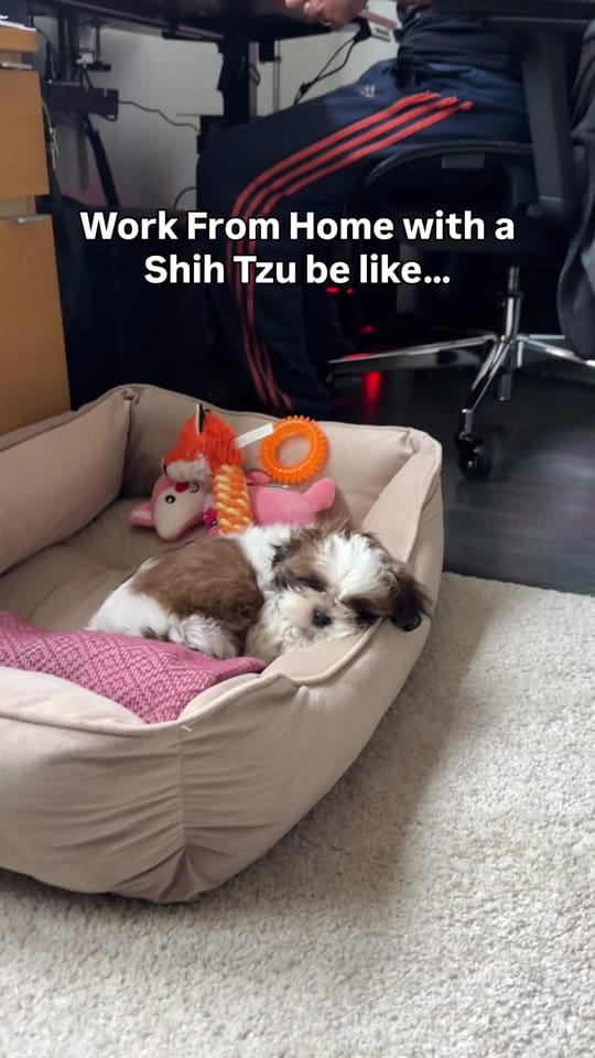 Post 9 by Fran | Franglophone in Paris on TikTok (video)