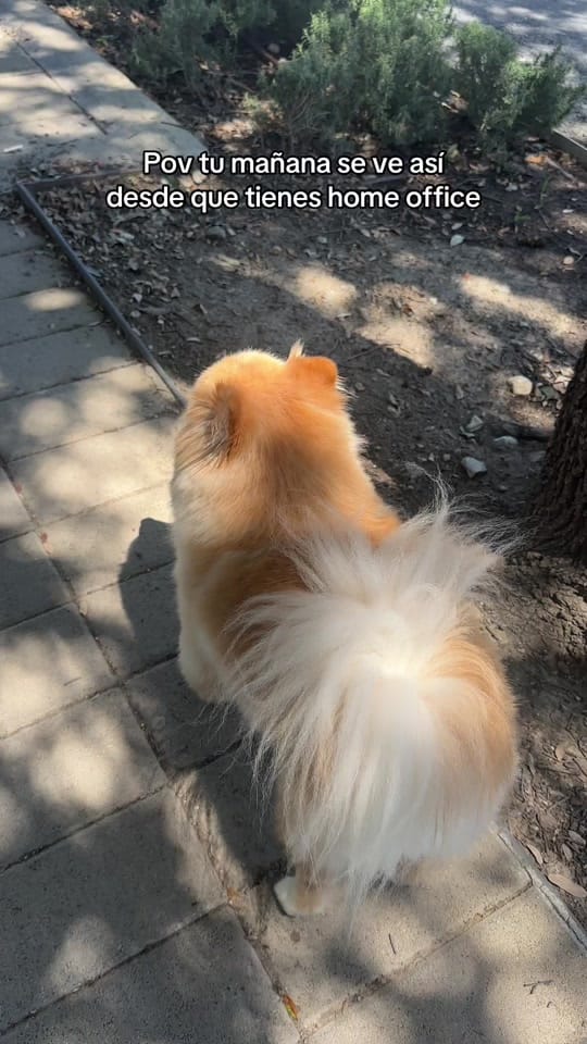 Post 1 by Anabelén Frausto on TikTok (video)
