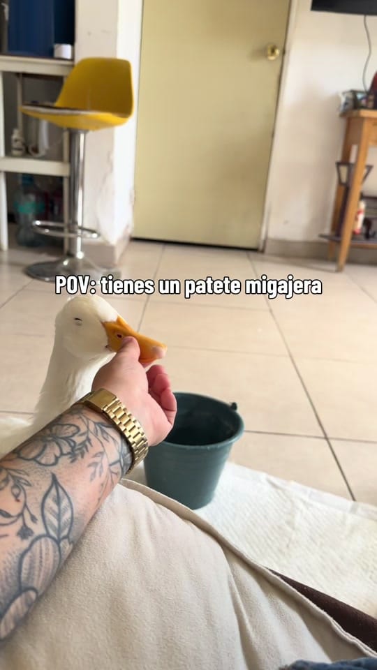 Post 1 by Mariam Leal🪿 on TikTok (video)