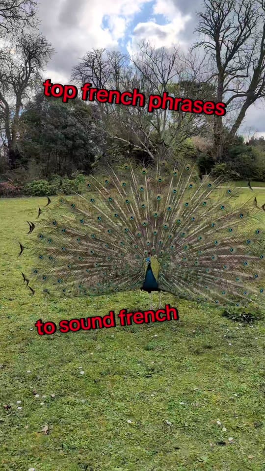 Post 1 by Français avec Chat Papote on TikTok (video)