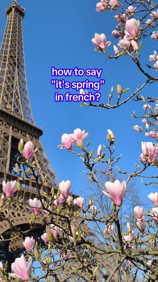 Post 4 by Français avec Chat Papote on TikTok (video)