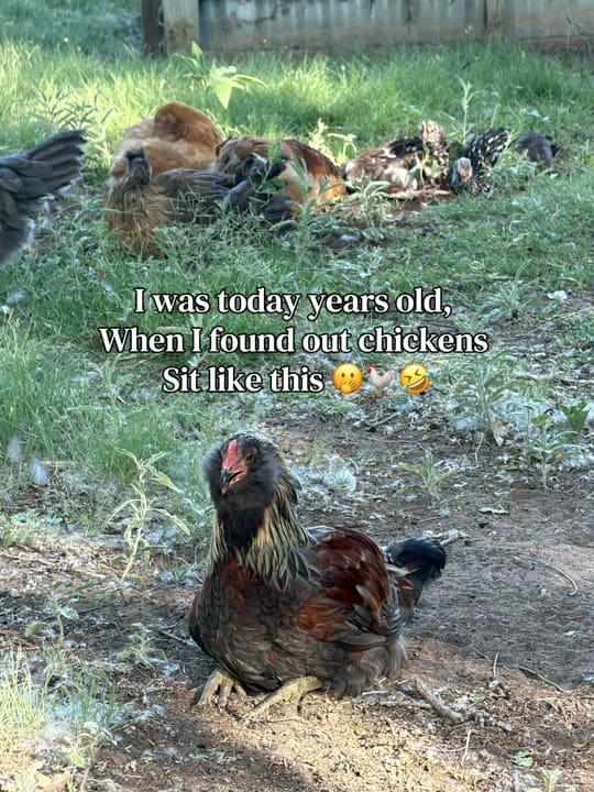 Post 1 by Emily | SAHM | Lifestyle on TikTok (video)