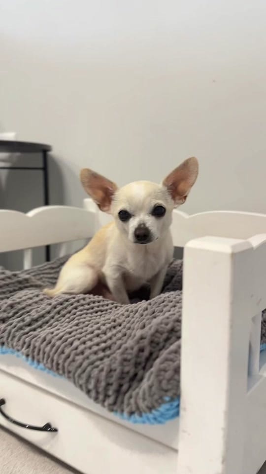 Post 1 by 🐶 КУЧЕ БЛОГЪР/ UGC Creator 🐾 on TikTok (video)