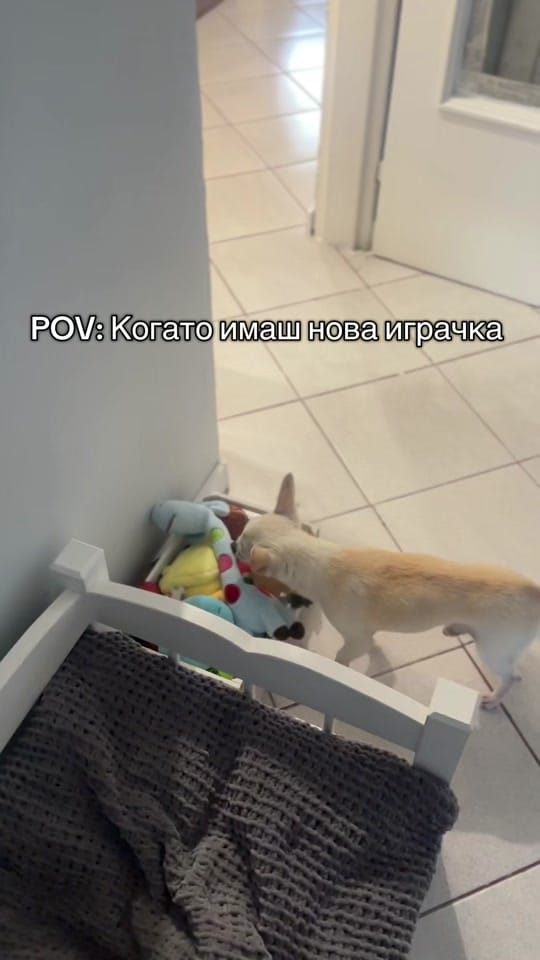 Post 7 by 🐶 КУЧЕ БЛОГЪР/ UGC Creator 🐾 on TikTok (video)