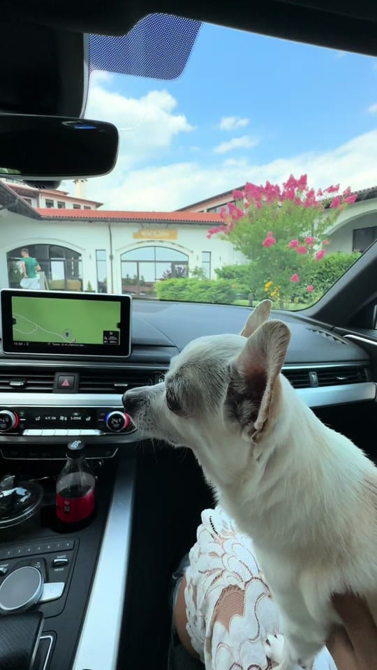 Post 9 by 🐶 КУЧЕ БЛОГЪР/ UGC Creator 🐾 on TikTok (video)