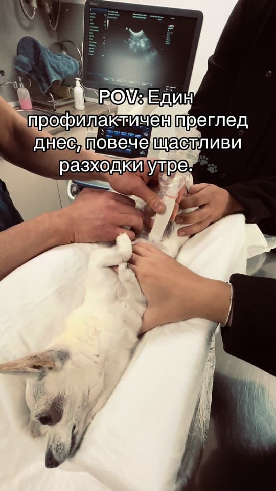 Post 5 by 🐶 КУЧЕ БЛОГЪР/ UGC Creator 🐾 on TikTok (video)