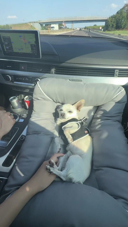 Post 8 by 🐶 КУЧЕ БЛОГЪР/ UGC Creator 🐾 on TikTok (video)