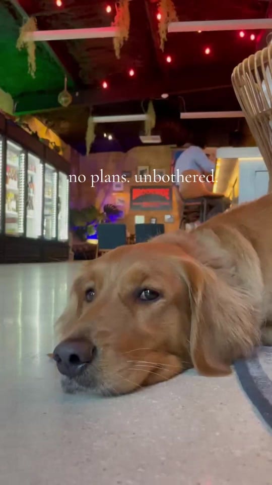 Post 4 by TheHoppyHomestead on TikTok (video)