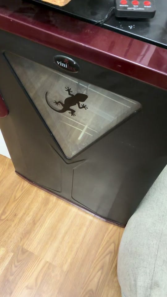 Post 5 by miss_reptile66 on TikTok (video)