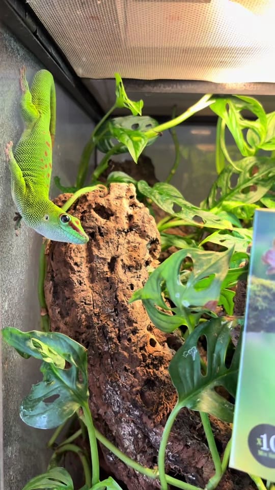 Post 9 by miss_reptile66 on TikTok (video)