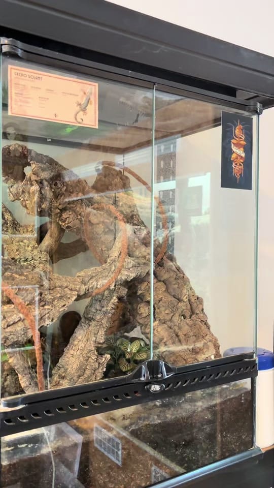 Post 2 by miss_reptile66 on TikTok (video)