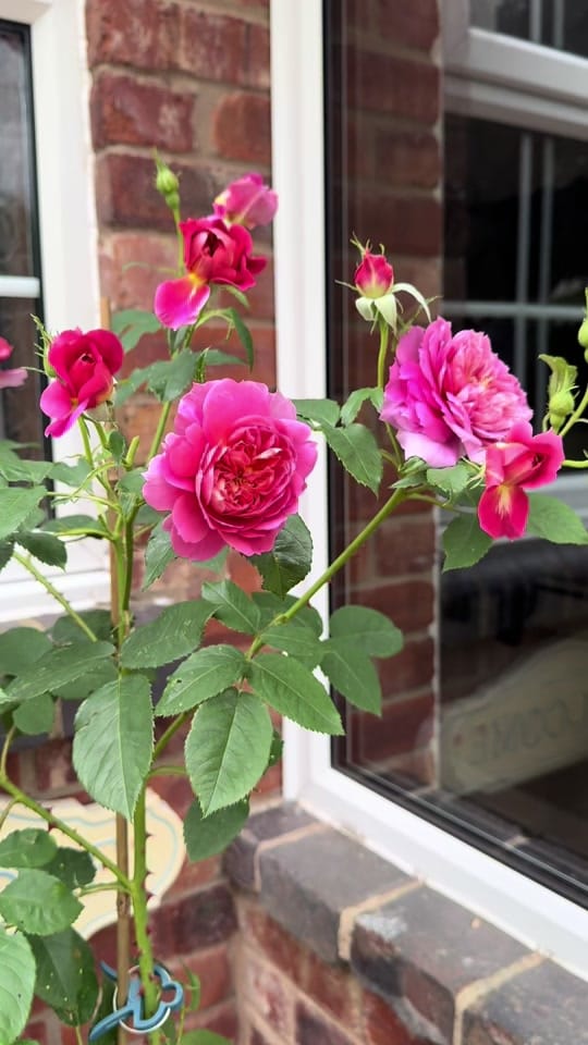 Post 1 by Sadie | Garden | Home |MomLife on TikTok (video)