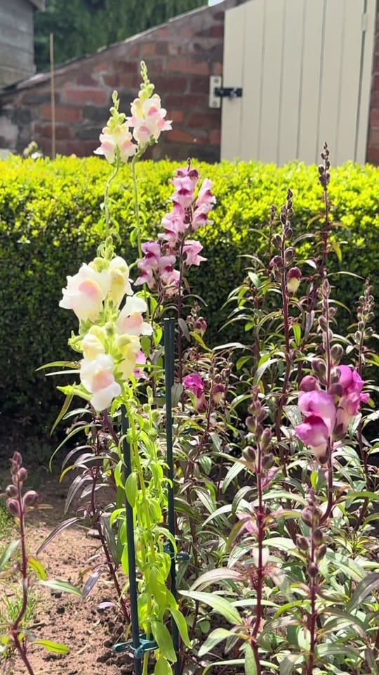 Post 3 by Sadie | Garden | Home |MomLife on TikTok (video)