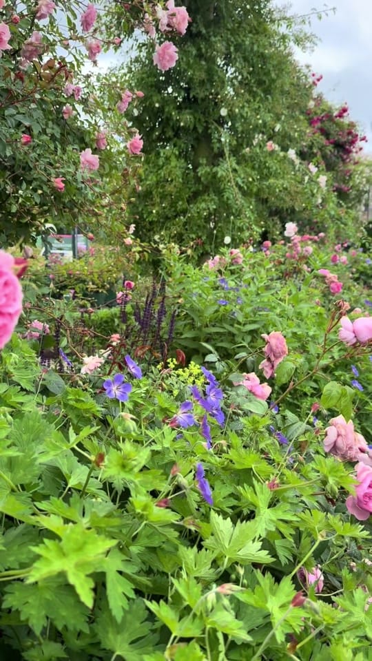 Post 7 by Sadie | Garden | Home |MomLife on TikTok (video)