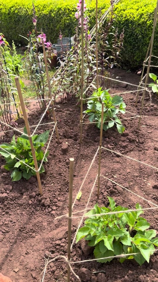 Post 2 by Sadie | Garden | Home |MomLife on TikTok (video)