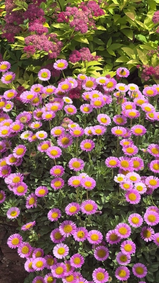 Post 4 by Sadie | Garden | Home |MomLife on TikTok (video)