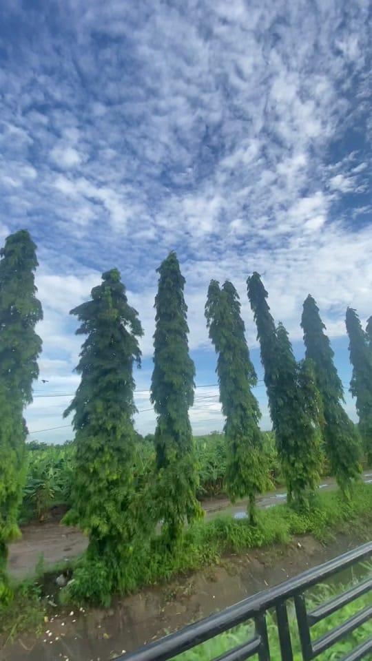 Post 7 by Adalberth0_sandoval on TikTok (video)