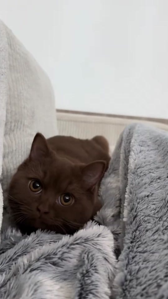 Post 5 by Ilona & Aspen 🐻 on TikTok (video)