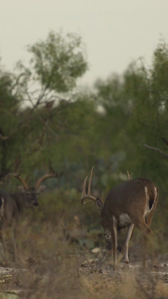 Post 7 by Las Cuevas Ranch on TikTok (video)