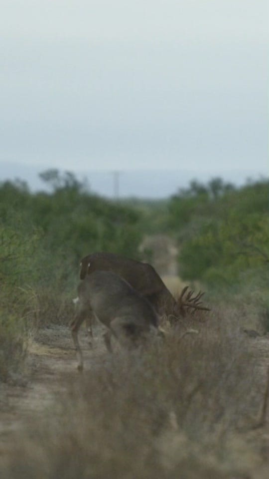 Post 2 by Las Cuevas Ranch on TikTok (video)