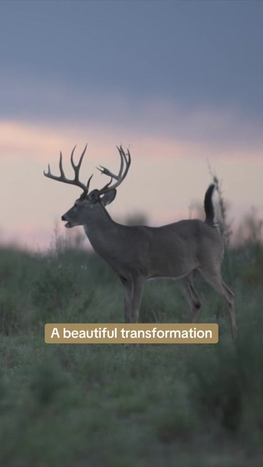 Post 1 by Las Cuevas Ranch on TikTok (video)