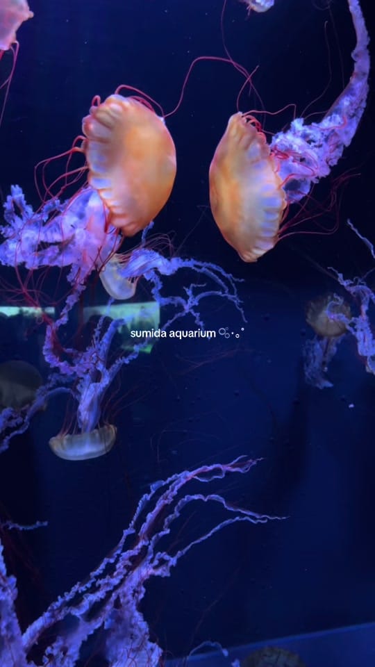 Post 1 by emma ꨄ︎ on TikTok (video)