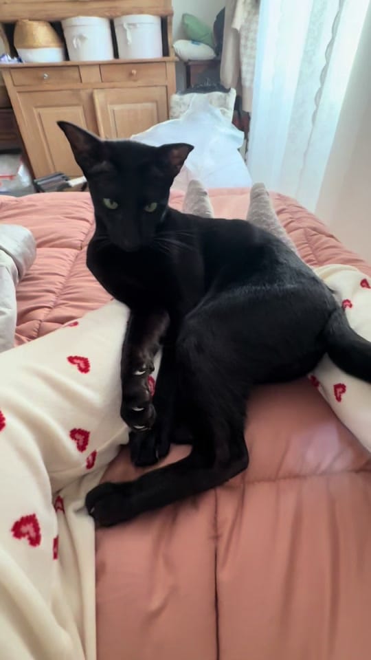 Post 5 by TheCélinette on TikTok (video)