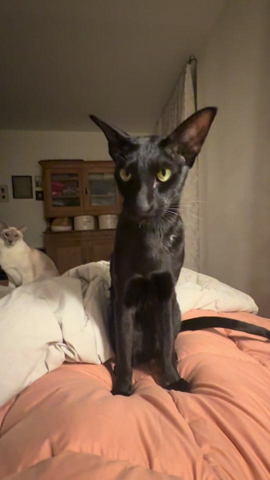 Post 8 by TheCélinette on TikTok (video)