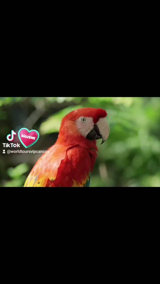 Post 9 by WORLDTOURSVIP CANCUN on TikTok (video)