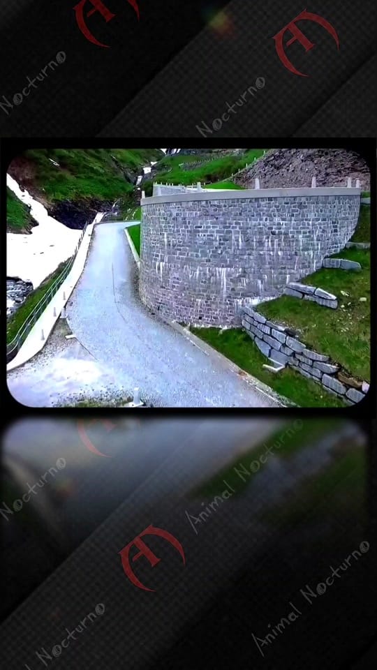 Post 9 by Animal Nocturno on TikTok (video)