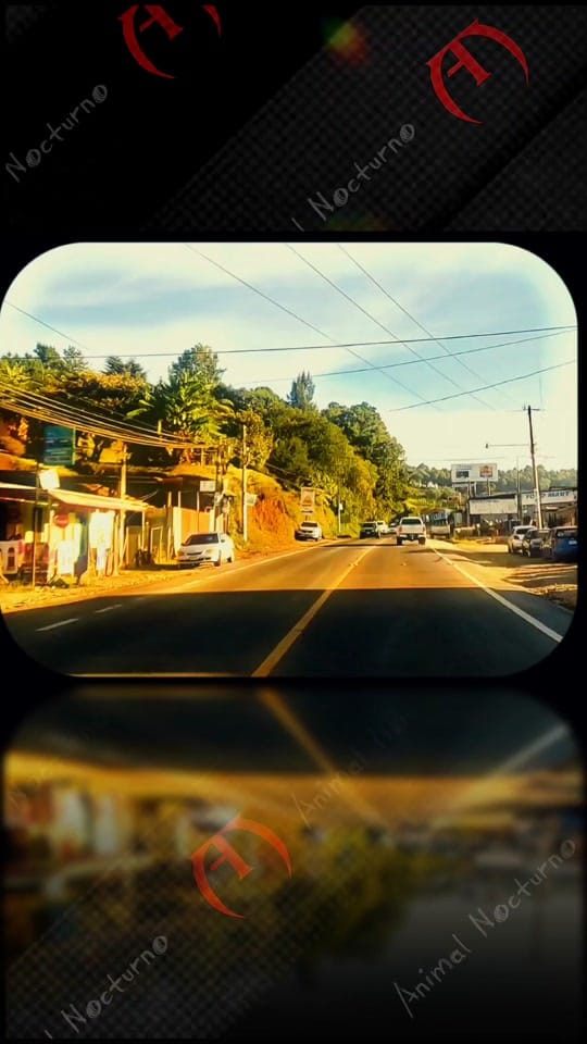 Post 4 by Animal Nocturno on TikTok (video)