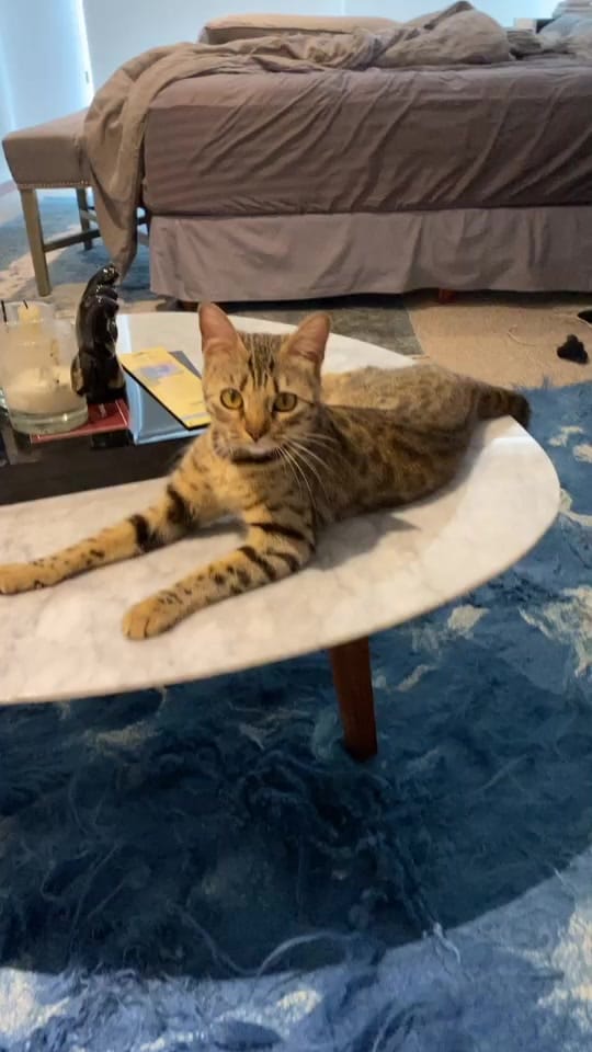 Post 5 by MiguelAngelFox on TikTok (video)