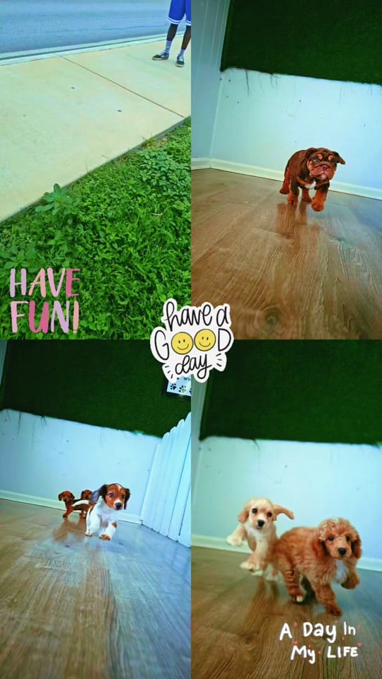 Post 3 by Texas Puppy Store on TikTok (video)
