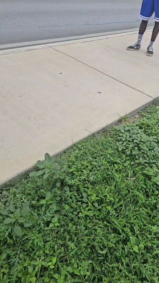 Post 7 by Texas Puppy Store on TikTok (video)