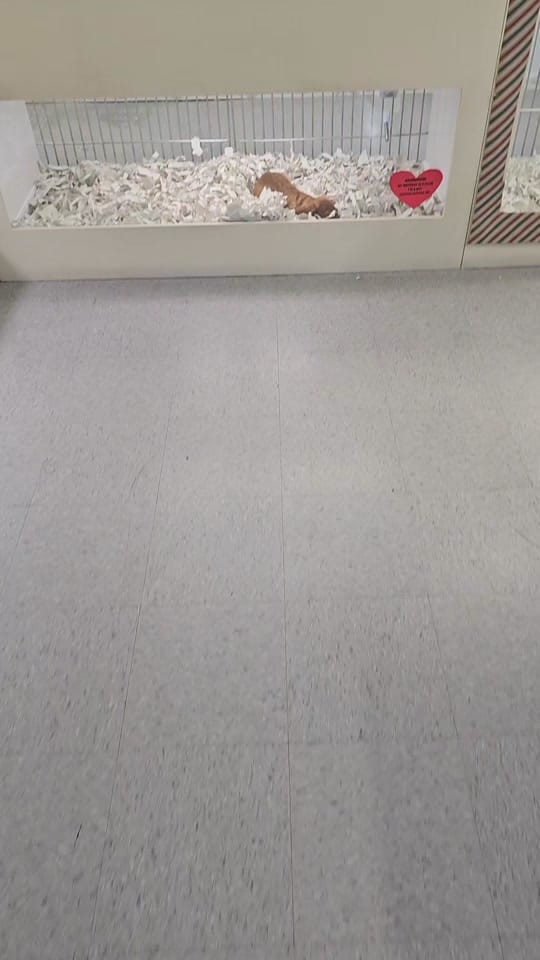 Post 9 by Texas Puppy Store on TikTok (video)