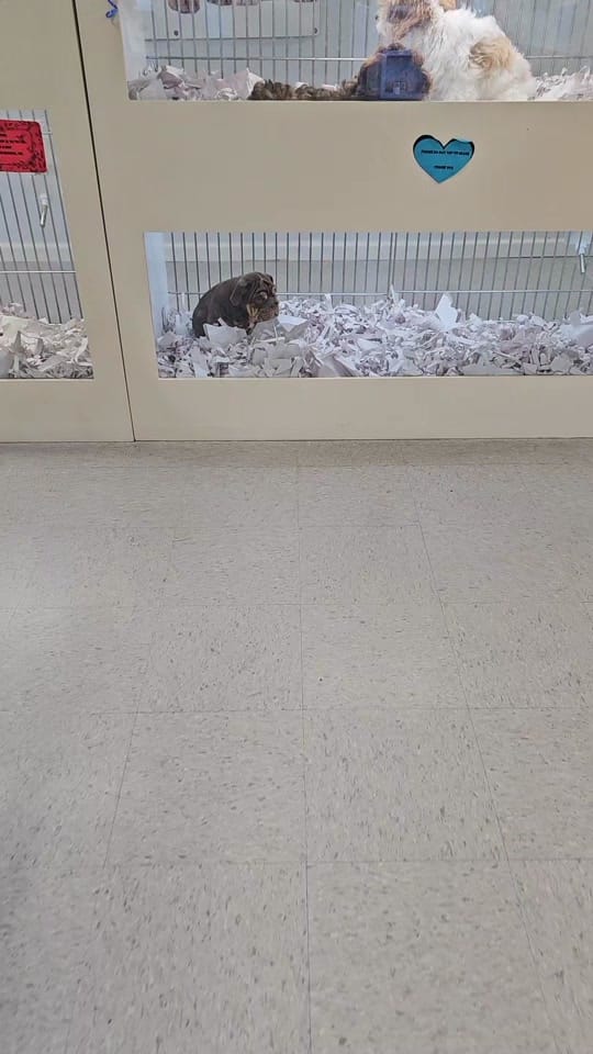 Post 5 by Texas Puppy Store on TikTok (video)