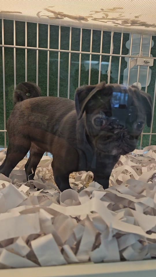 Post 1 by Texas Puppy Store on TikTok (video)