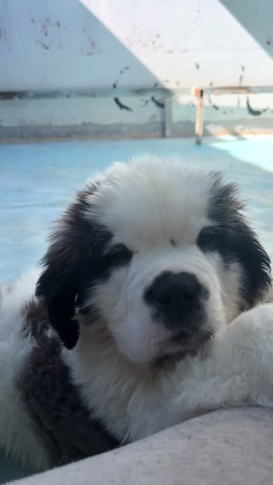 Post 9 by Oscar Hernandez Mangano on TikTok (video)