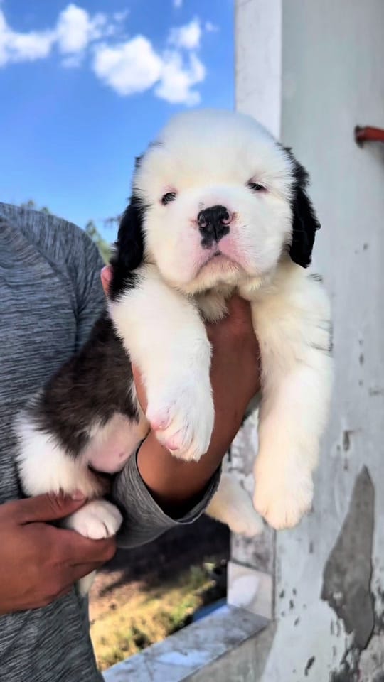 Post 4 by Oscar Hernandez Mangano on TikTok (video)