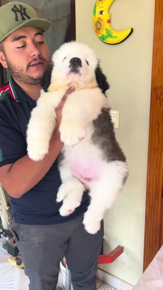 Post 5 by Oscar Hernandez Mangano on TikTok (video)